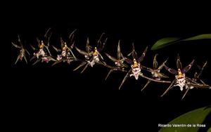 Brassidium Golden Gamine