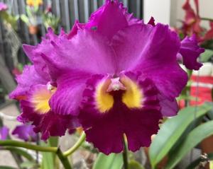 <i>Rhyntonleya</i> Island Flare