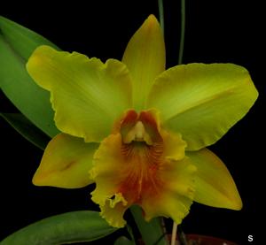 <i>Rhyncholaeliocattleya</i> Gisele