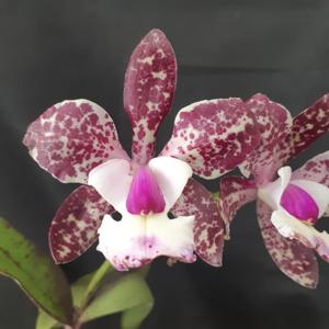 <i>Cattleya</i> Marie Haga Saab