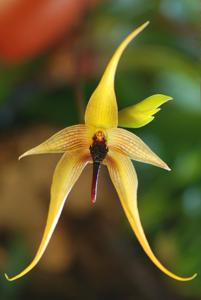 Bulbophyllum Wilbur Chang