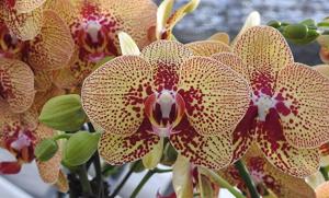 Phalaenopsis KV Charmer