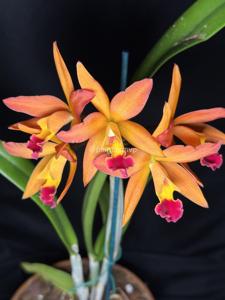 Cattlianthe Fire Gem