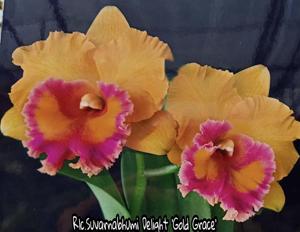 Rhyncholaeliocattleya Suvarnabhumi Delight