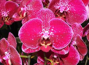 Phalaenopsis Fuller's Magician