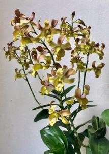 <i>Dendrobium</i> Jennifer Lim