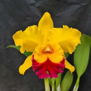 <i>Rhyncholaeliocattleya</i> Marie Spirit