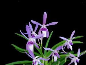 Vandachostylis Walnut Valley (2007)