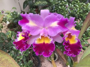 Cattleya Oprah Winfrey