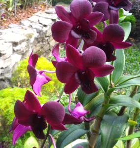 <i>Dendrobium</i> Hifikepunye Pohamba
