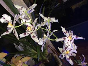 Aliceara Tropic Lily