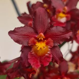 Oncidium Oporto