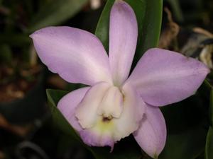Laeliocattleya Memory of PienPien Wei