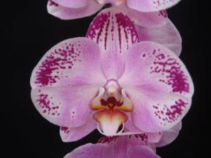<i>Phalaenopsis</i> Lianher Happy Dancer