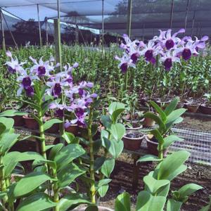 Dendrobium Serene Chang