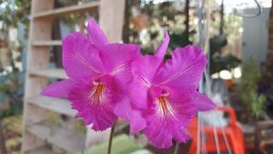 Cattleytonia Maxine Morgan