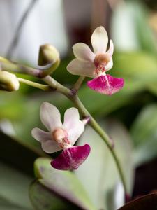 Phalaenopsis Tying Shin Glider
