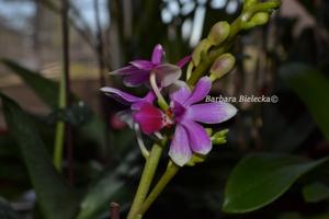 <i>Phalaenopsis</i> Tying Shin Pink Kite