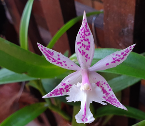 Bardendrum Wild Thing