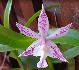 <i>Bardendrum</i> Wild Thing