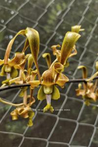 Dendrobium Lim Loong Keng