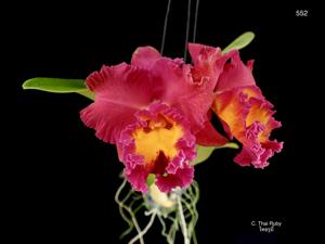 <i>Brassocatanthe</i> Thai Ruby