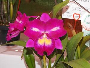 <i>Rhyncholaeliocattleya</i> Hsinying Mini Dancer