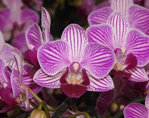 <i>Phalaenopsis</i> Taida Pixien