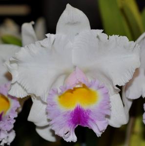 <i>Rhyncholaeliocattleya</i> Mem. Frank Hoffmann