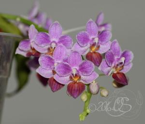 Phalaenopsis Tassanee Jongdamkerng