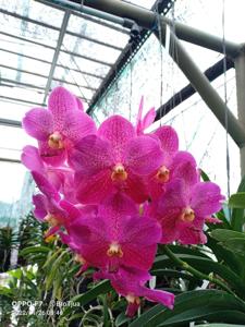 <i>Vanda</i> Brighton Sunset