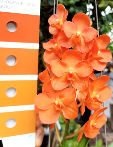 Vanda Brighton's Gold