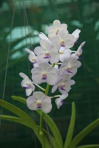 <i>Vandachostylis</i> Marissa's Magic