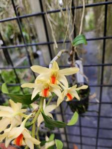 <i>Dendrobium</i> Exotic's Sunlight