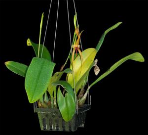 Bulbophyllum Doggy Doo