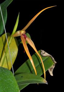 Bulbophyllum Doggy Doo