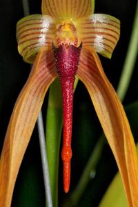 Bulbophyllum Doggy Doo