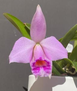 Cattleya Barbara Tague