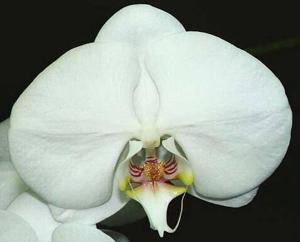 <i>Phalaenopsis</i> Angel Ice