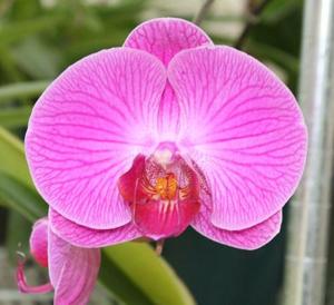 Phalaenopsis OX Red Shoe