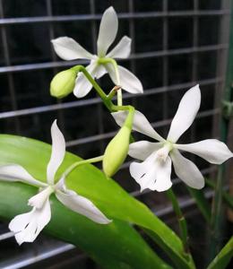 Epiarthron Kevin Mark Ragbir