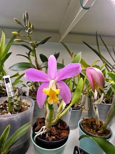 <i>Cattleya</i> Lucia de Valec