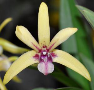 <i>Dendrobium</i> Orbach