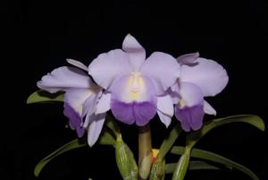 Cattleya Blue Velvet