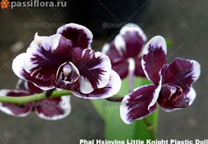 Phalaenopsis Hsinying Little Knight