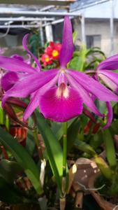 Brassocattleya Dahtyan Ocean Star