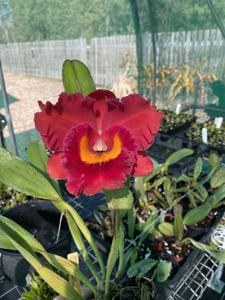 Rhyncholaeliocattleya Chief Emperor