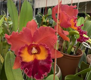 Rhyncholaeliocattleya Chief Emperor