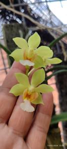 Paravanda Ong Siew Hong