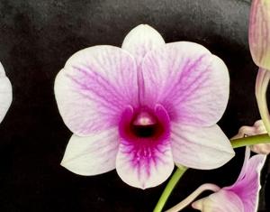 <i>Dendrobium</i> Pearl Vera